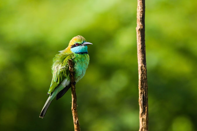 Bird watching in Sri Lanka