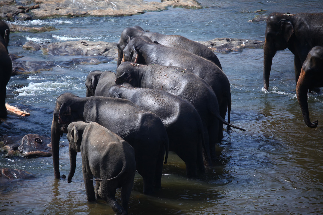 Kandy, Pinnawala Elephant Orphanage & Peradeniya Botanical Gardens Day Tour